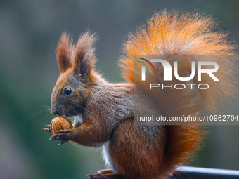 A red squirrel also known as Eurasian red squirrel (Sciurus vulgaris) eats a walnut in Krakow, Poland on February 1st, 2024. (