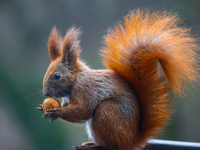 A red squirrel also known as Eurasian red squirrel (Sciurus vulgaris) eats a walnut in Krakow, Poland on February 1st, 2024. (