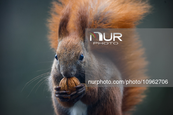 A red squirrel also known as Eurasian red squirrel (Sciurus vulgaris) eats a walnut in Krakow, Poland on February 1st, 2024. 