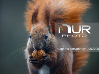 A red squirrel also known as Eurasian red squirrel (Sciurus vulgaris) eats a walnut in Krakow, Poland on February 1st, 2024. (