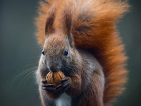 A red squirrel also known as Eurasian red squirrel (Sciurus vulgaris) eats a walnut in Krakow, Poland on February 1st, 2024. (