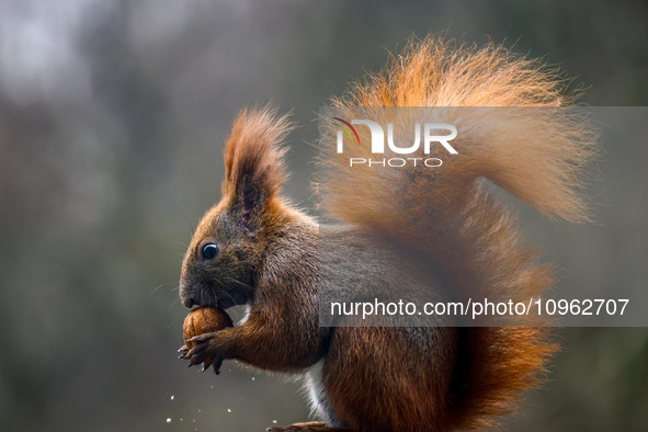 A red squirrel also known as Eurasian red squirrel (Sciurus vulgaris) eats a walnut in Krakow, Poland on February 1st, 2024. 