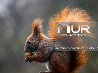 A red squirrel also known as Eurasian red squirrel (Sciurus vulgaris) eats a walnut in Krakow, Poland on February 1st, 2024. (