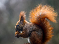 A red squirrel also known as Eurasian red squirrel (Sciurus vulgaris) eats a walnut in Krakow, Poland on February 1st, 2024. (