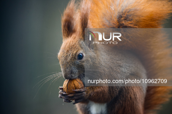 A red squirrel also known as Eurasian red squirrel (Sciurus vulgaris) eats a walnut in Krakow, Poland on February 1st, 2024. 