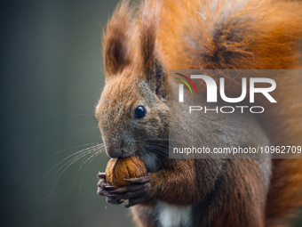 A red squirrel also known as Eurasian red squirrel (Sciurus vulgaris) eats a walnut in Krakow, Poland on February 1st, 2024. (