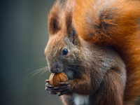 A red squirrel also known as Eurasian red squirrel (Sciurus vulgaris) eats a walnut in Krakow, Poland on February 1st, 2024. (