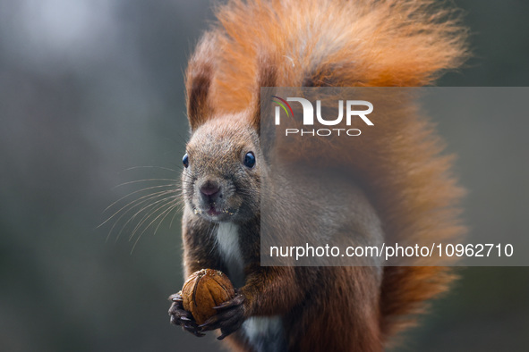 A red squirrel also known as Eurasian red squirrel (Sciurus vulgaris) eats a walnut in Krakow, Poland on February 1st, 2024. 