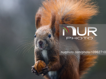 A red squirrel also known as Eurasian red squirrel (Sciurus vulgaris) eats a walnut in Krakow, Poland on February 1st, 2024. (