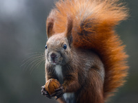 A red squirrel also known as Eurasian red squirrel (Sciurus vulgaris) eats a walnut in Krakow, Poland on February 1st, 2024. (