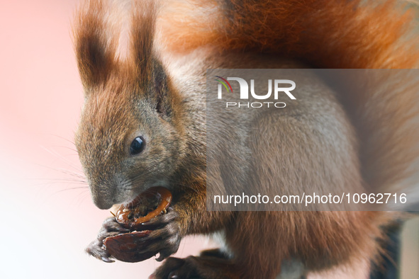 A red squirrel also known as Eurasian red squirrel (Sciurus vulgaris) eats a walnut in Krakow, Poland on February 1st, 2024. 