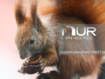 A red squirrel also known as Eurasian red squirrel (Sciurus vulgaris) eats a walnut in Krakow, Poland on February 1st, 2024. (