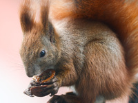 A red squirrel also known as Eurasian red squirrel (Sciurus vulgaris) eats a walnut in Krakow, Poland on February 1st, 2024. (