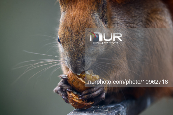 A red squirrel also known as Eurasian red squirrel (Sciurus vulgaris) eats a walnut in Krakow, Poland on February 1st, 2024. 