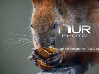 A red squirrel also known as Eurasian red squirrel (Sciurus vulgaris) eats a walnut in Krakow, Poland on February 1st, 2024. (