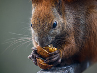 A red squirrel also known as Eurasian red squirrel (Sciurus vulgaris) eats a walnut in Krakow, Poland on February 1st, 2024. (