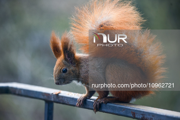 A red squirrel also known as Eurasian red squirrel (Sciurus vulgaris) is seen on a balcony in Krakow, Poland on February 1st, 2024. 