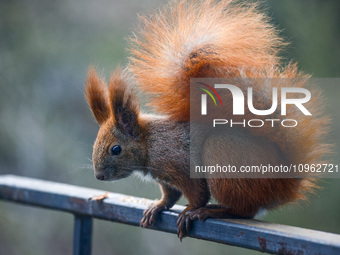 A red squirrel also known as Eurasian red squirrel (Sciurus vulgaris) is seen on a balcony in Krakow, Poland on February 1st, 2024. (