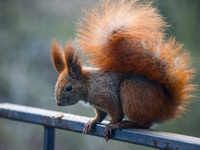 A red squirrel also known as Eurasian red squirrel (Sciurus vulgaris) is seen on a balcony in Krakow, Poland on February 1st, 2024. (