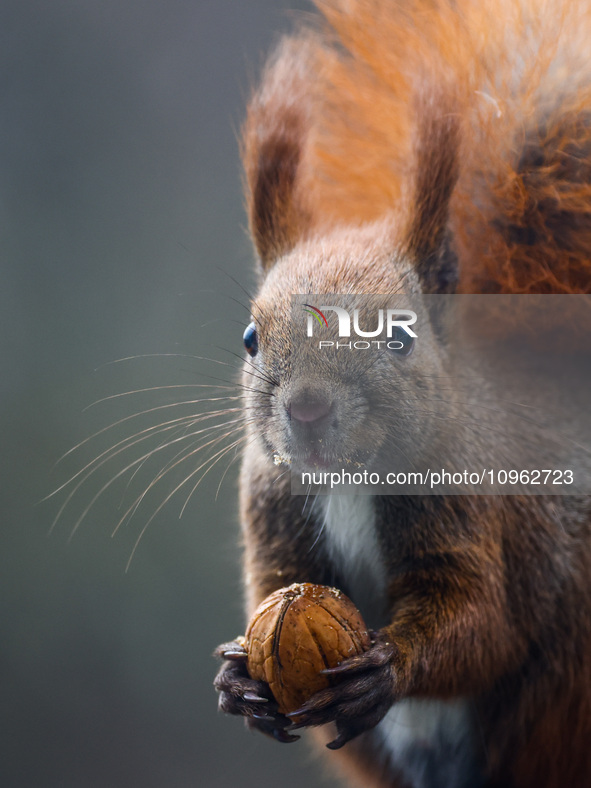 A red squirrel also known as Eurasian red squirrel (Sciurus vulgaris) eats a walnut in Krakow, Poland on February 1st, 2024. 