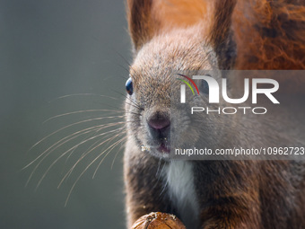 A red squirrel also known as Eurasian red squirrel (Sciurus vulgaris) eats a walnut in Krakow, Poland on February 1st, 2024. (