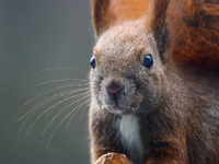 A red squirrel also known as Eurasian red squirrel (Sciurus vulgaris) eats a walnut in Krakow, Poland on February 1st, 2024. (