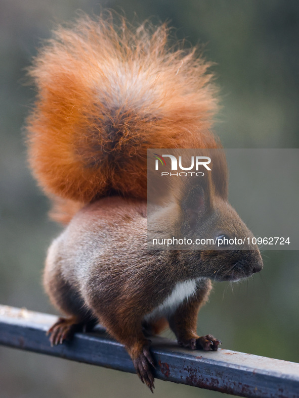 A red squirrel also known as Eurasian red squirrel (Sciurus vulgaris) is seen on a balcony in Krakow, Poland on February 1st, 2024. 