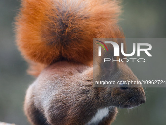 A red squirrel also known as Eurasian red squirrel (Sciurus vulgaris) is seen on a balcony in Krakow, Poland on February 1st, 2024. (