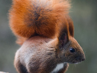 A red squirrel also known as Eurasian red squirrel (Sciurus vulgaris) is seen on a balcony in Krakow, Poland on February 1st, 2024. (