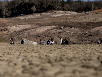 Hundreds of people are visiting the old town of Sant Roma de Sau, where normally the water of the Sau reservoir would almost completely cove...