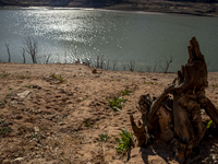 Hundreds of people are visiting the old town of Sant Roma de Sau, where normally the water of the Sau reservoir would almost completely cove...