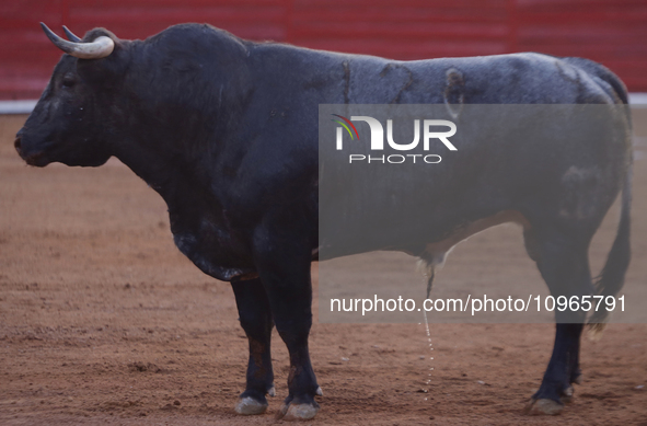 A bull is seen inside the Plaza Mexico in Mexico City, as members of various animal rights, welfare, and anti-speciesist groups are demonstr...