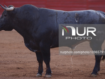 A bull is seen inside the Plaza Mexico in Mexico City, as members of various animal rights, welfare, and anti-speciesist groups are demonstr...