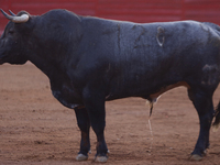 A bull is seen inside the Plaza Mexico in Mexico City, as members of various animal rights, welfare, and anti-speciesist groups are demonstr...