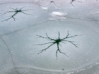 Ice trees and flowers are forming a patterned landscape on a frozen lake in the West Coast New Area of Qingdao, Shandong Province, China, on...