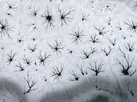 Ice trees and flowers are forming a patterned landscape on a frozen lake in the West Coast New Area of Qingdao, Shandong Province, China, on...