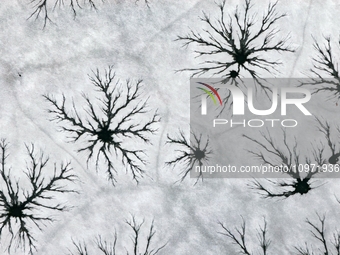 Ice trees and flowers are forming a patterned landscape on a frozen lake in the West Coast New Area of Qingdao, Shandong Province, China, on...