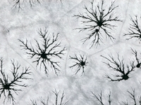 Ice trees and flowers are forming a patterned landscape on a frozen lake in the West Coast New Area of Qingdao, Shandong Province, China, on...