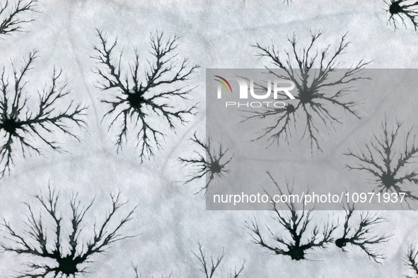 Ice trees and flowers are forming a patterned landscape on a frozen lake in the West Coast New Area of Qingdao, Shandong Province, China, on...