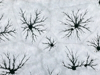 Ice trees and flowers are forming a patterned landscape on a frozen lake in the West Coast New Area of Qingdao, Shandong Province, China, on...