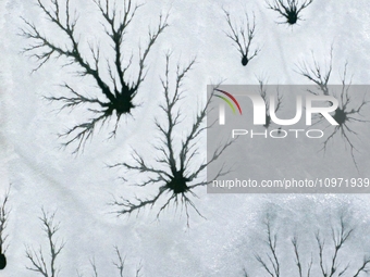 Ice trees and flowers are forming a patterned landscape on a frozen lake in the West Coast New Area of Qingdao, Shandong Province, China, on...