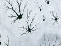 Ice trees and flowers are forming a patterned landscape on a frozen lake in the West Coast New Area of Qingdao, Shandong Province, China, on...