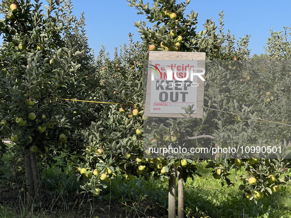 A sign is warning of pesticide use on apple trees at an apple orchard in Stouffville, Ontario, Canada, on September 24, 2023. 