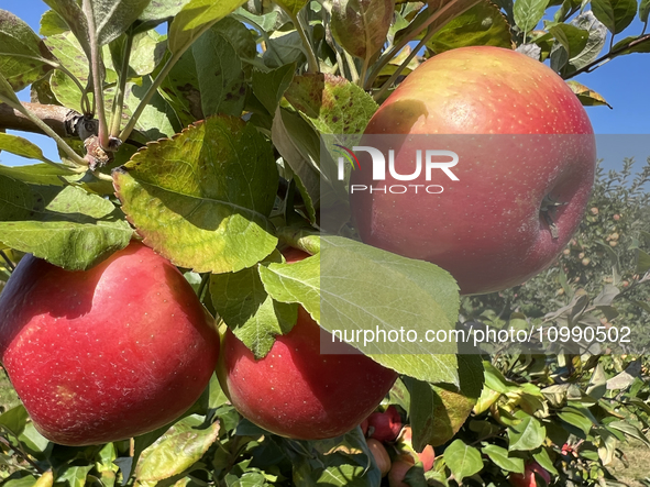 Apples are growing on a tree at an apple orchard in Stouffville, Ontario, Canada, on September 24, 2023. 