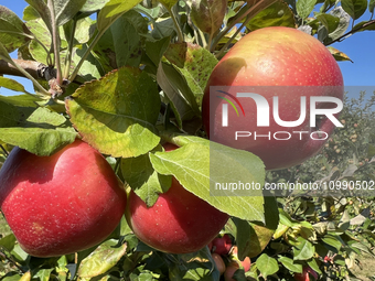 Apples are growing on a tree at an apple orchard in Stouffville, Ontario, Canada, on September 24, 2023. (