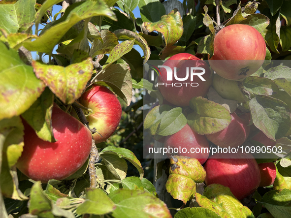 Apples are growing on a tree at an apple orchard in Stouffville, Ontario, Canada, on September 24, 2023. 