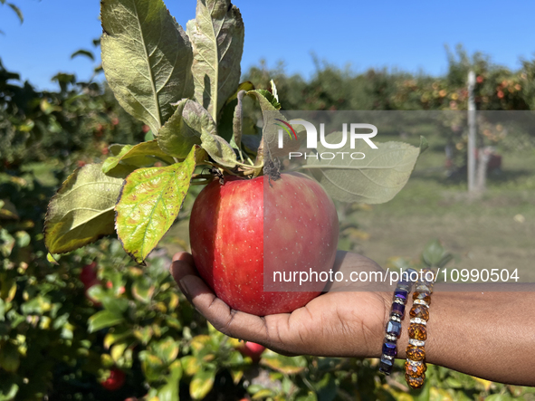 A woman is picking apples from a tree at an apple orchard in Stouffville, Ontario, Canada, on September 24, 2023. 