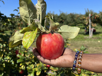 A woman is picking apples from a tree at an apple orchard in Stouffville, Ontario, Canada, on September 24, 2023. (