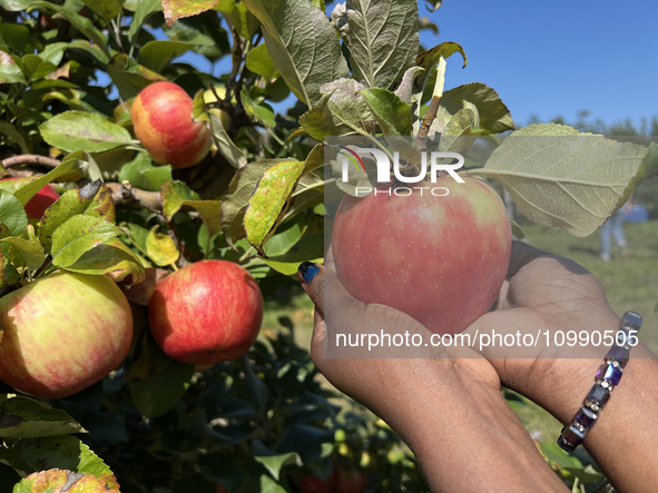 A woman is picking apples from a tree at an apple orchard in Stouffville, Ontario, Canada, on September 24, 2023. 