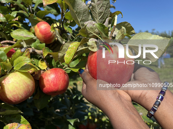 A woman is picking apples from a tree at an apple orchard in Stouffville, Ontario, Canada, on September 24, 2023. (